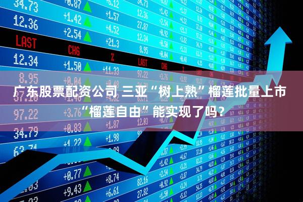 广东股票配资公司 三亚“树上熟”榴莲批量上市 “榴莲自由”能实现了吗？