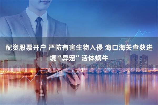 配资股票开户 严防有害生物入侵 海口海关查获进境“异宠”活体蜗牛